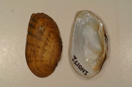 Ptychobranchus fasciolaris