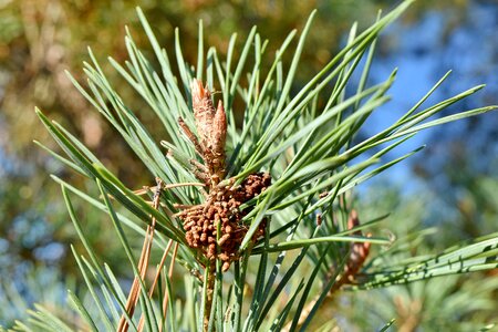 Branch close-up conifers photo