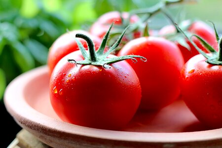 Tomatoes on Vine photo
