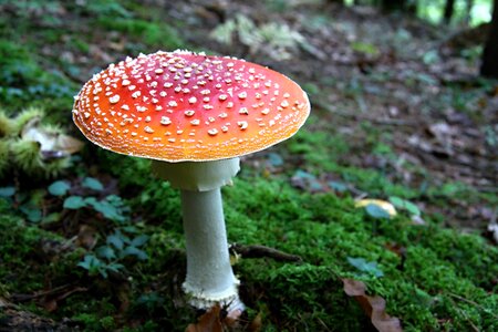 Red mushroom toxic mushroom poisonous mushroom photo