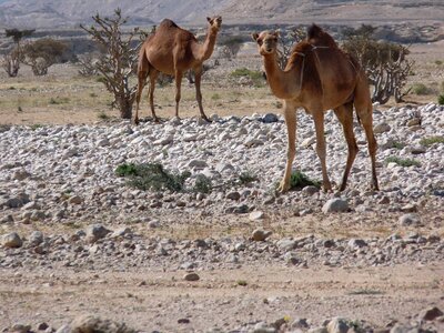 Camels nature rock photo