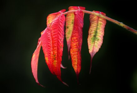 Colorful leaves autumn leaf photo