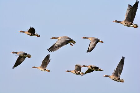 Wild goose flock of birds nature photo