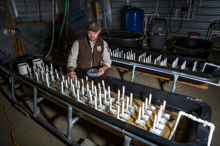 FWS biologist inspects the growth of crayfish-1
