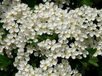 Bloom bloom white