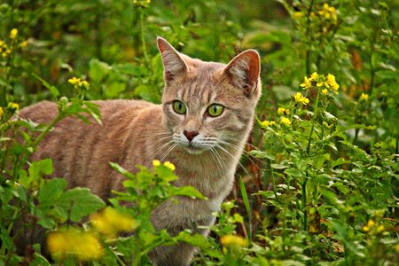 Animal cat claw photo