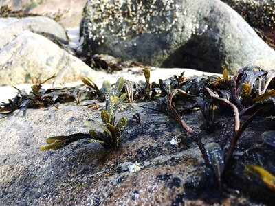 Landscape leaf moss