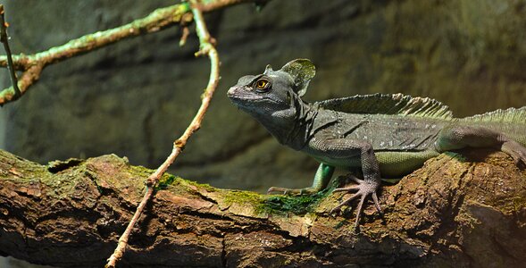 Zoo colored reptile