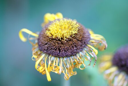 Blossom bloom flower photo