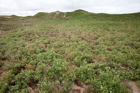 Shinnery oak habitat-7