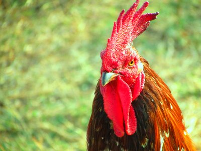 Cockerel fowl cock-a-doodle-doo