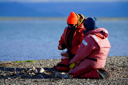 Common eider nest notes photo