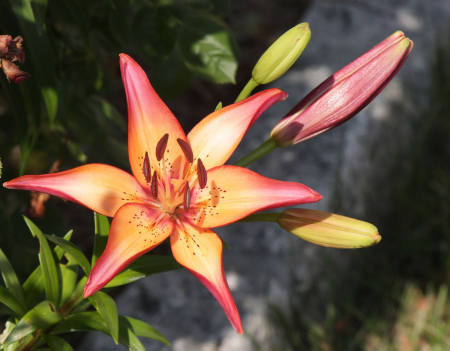 Yellow pink blooming