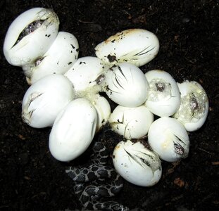 Eggs reptiles animal