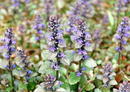 Violet Flowers photo