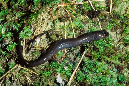 Hill red salamander