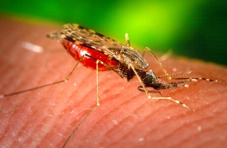 Feed female host