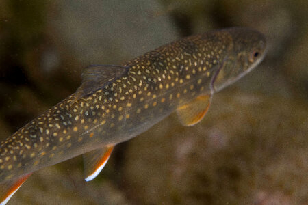 Dolly Varden-1