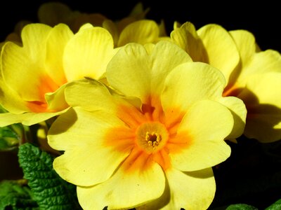 Bloom yellow primula