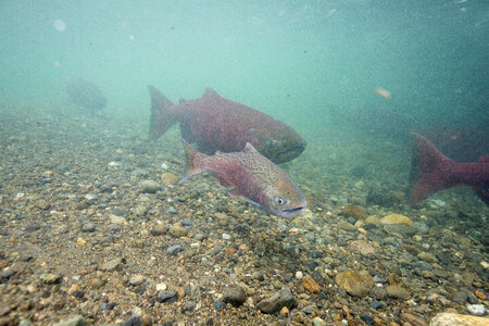Chinook salmon-1