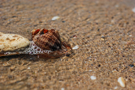 Sea Shell photo