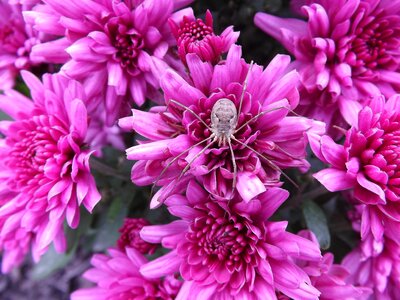 Arachnid bug scary
