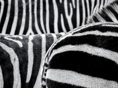 Black and white striped africa photo