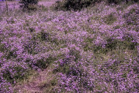 Purple Flowers on the hillside at Goose Lake Wildlife Area