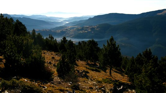 Firs catalan pyrenees forest
