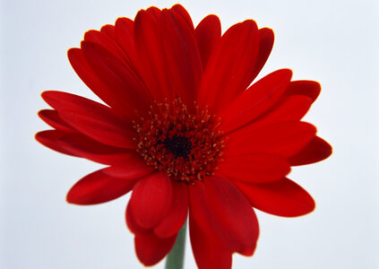 Red daisy flower photo