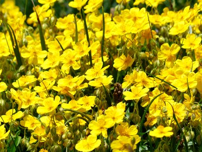 Bloom yellow alpine flowers
