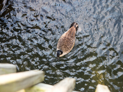 Goose in Pond photo