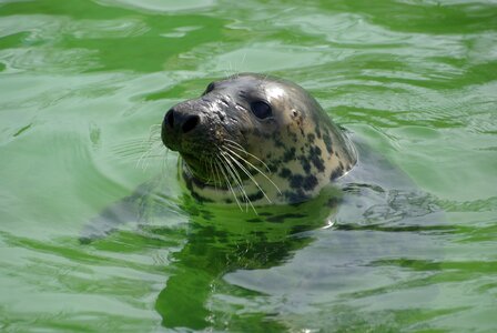 Swimming marine zoo