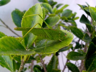 Bug greenery 