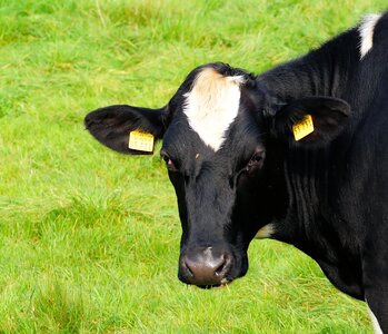Pasture agriculture head
