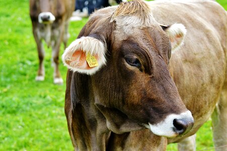 Cute ruminant dairy cattle