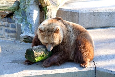 Zoo mammal predator