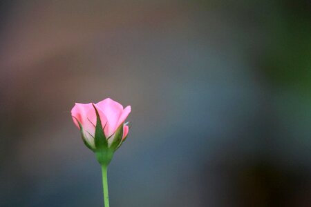 Beautiful Flowers beautiful image beautiful photo