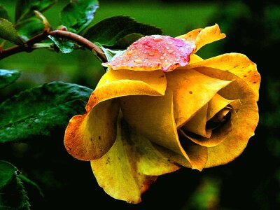 Rose flower macro tea photo