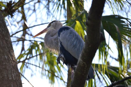 Wild beak avian photo