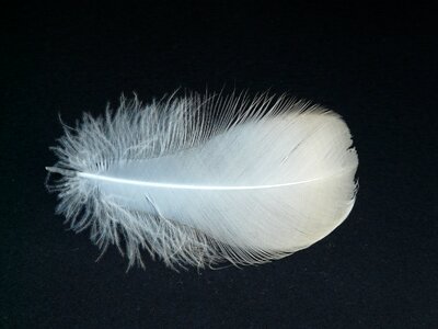 Swan feather feather swan photo