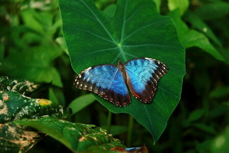 Butterfly colorful delicate