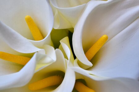 White nature flower