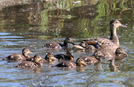 Mallard brood photo