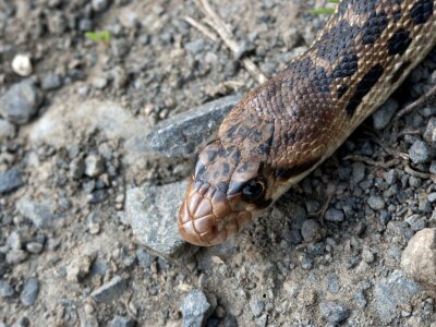 Serpent nature rattlesnake photo