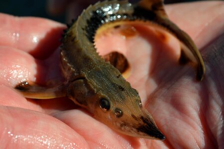 Acipenseridae Scaphirhynchinae fish juvenile