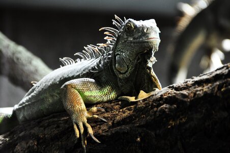 Grey dragons animal