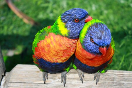 Exotic birds birds couple