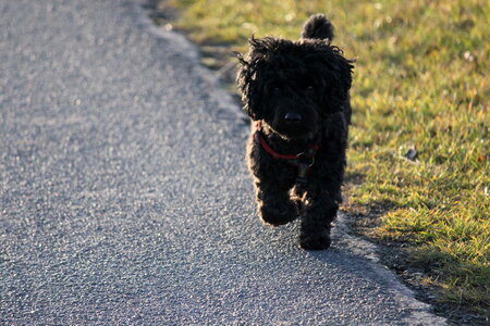 Black poodle mix on the road photo
