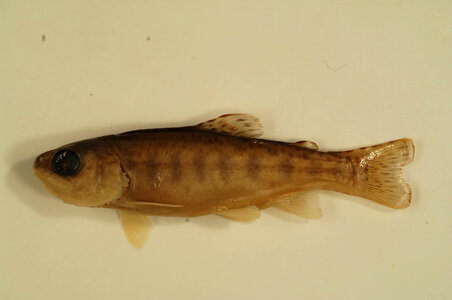 Oncorhynchus mykiss